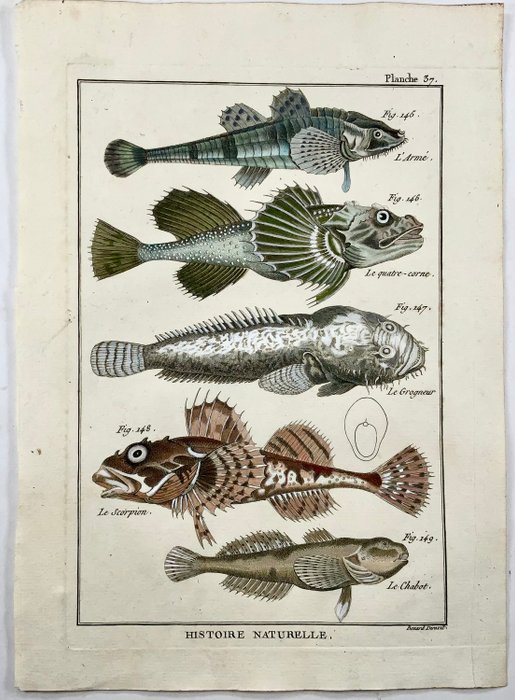 2 engravings by Pierre Joseph Bonnaterre (1752-1804) engraved by Benard: Ichtyography: Scorpionfish, - 1780