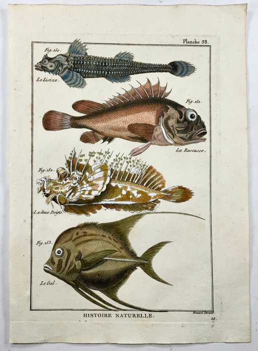 2 engravings by Pierre Joseph Bonnaterre (1752-1804) engraved by Benard: Ichtyography: Scorpionfish, - 1780