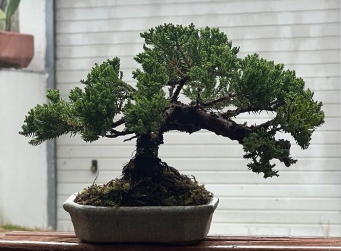 Enebærtræs bonsai (Juniperus) - Højde (Træ): 17 cm - Dybde (Træ): 30 cm - Japan