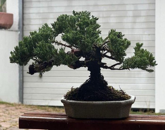 Enebærtræs bonsai (Juniperus) - Højde (Træ): 17 cm - Dybde (Træ): 30 cm - Japan