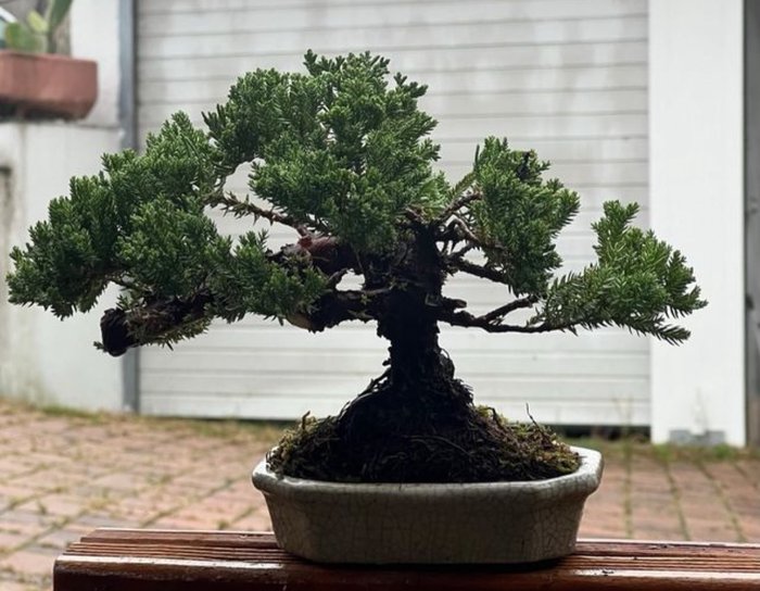 Enebærtræs bonsai (Juniperus) - Højde (Træ): 17 cm - Dybde (Træ): 30 cm - Japan