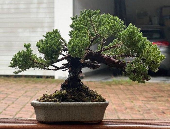 Enebærtræs bonsai (Juniperus) - Højde (Træ): 17 cm - Dybde (Træ): 30 cm - Japan