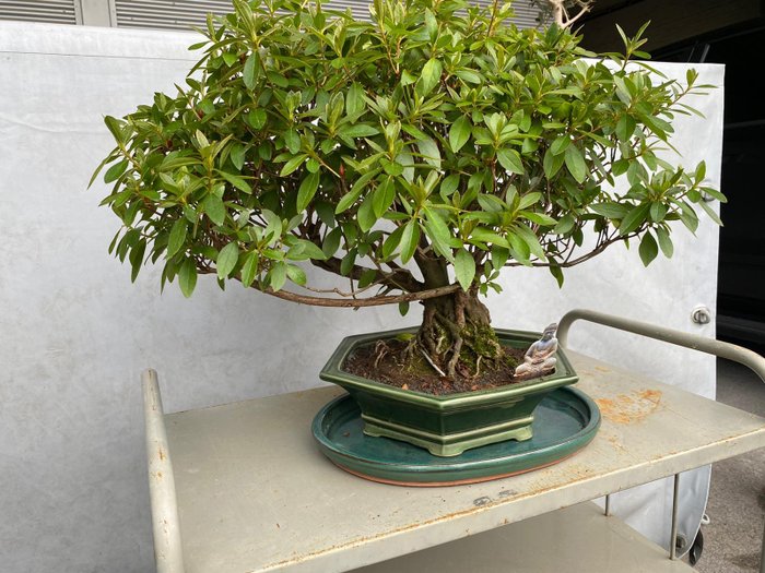 Azalea bonsai (Rhododendron) - Højde (Træ): 44 cm - Dybde (Træ): 70 cm - Indonesien