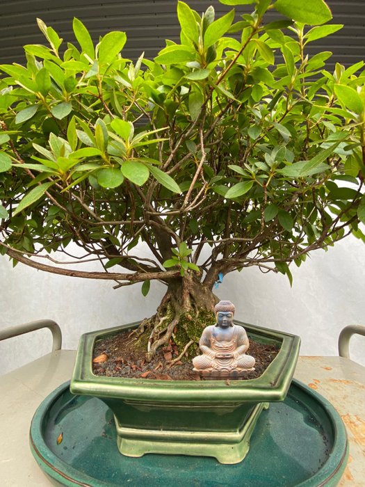 Azalea bonsai (Rhododendron) - Højde (Træ): 44 cm - Dybde (Træ): 70 cm - Indonesien