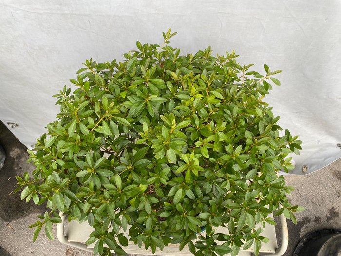 Azalea bonsai (Rhododendron) - Højde (Træ): 44 cm - Dybde (Træ): 70 cm - Indonesien