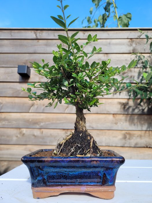 lonicera bonsai i bonsai skål - Højde (Træ): 24 cm - Dybde (Træ): 18 cm - Japan