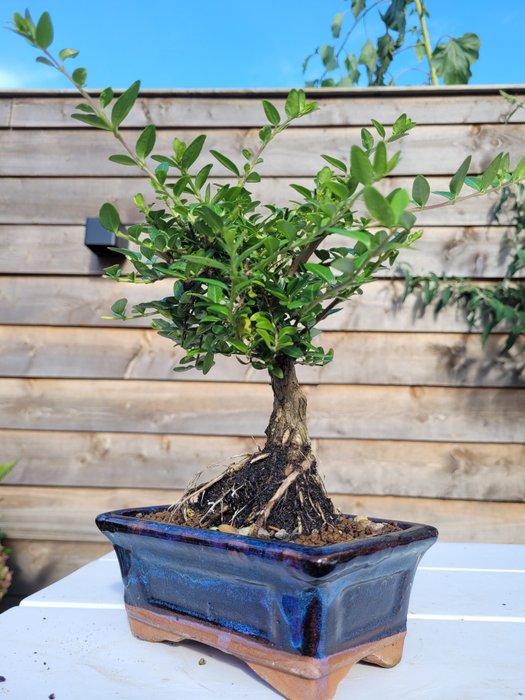 lonicera bonsai i bonsai skål - Højde (Træ): 24 cm - Dybde (Træ): 18 cm - Japan