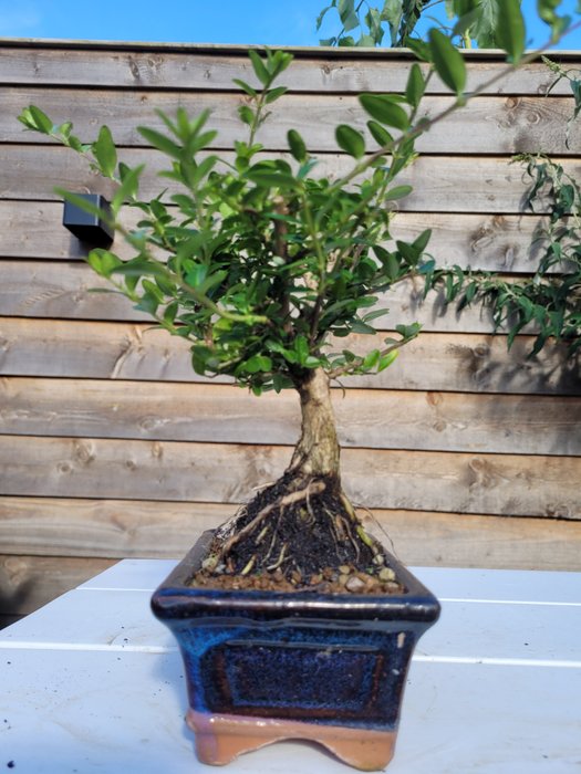 lonicera bonsai i bonsai skål - Højde (Træ): 24 cm - Dybde (Træ): 18 cm - Japan