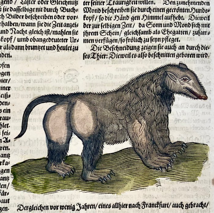 Conrad Gesner [1516-1565], Konrad Gessner - Mythological Creatures, Monsters, Satyr, folio with hand coloured woodcut - 1669