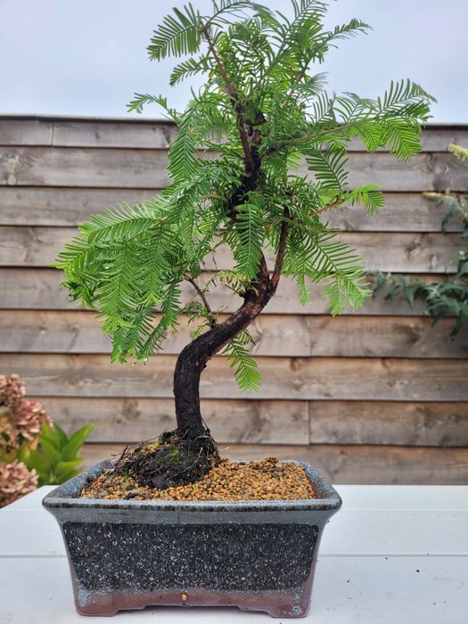 Kyst/Daggry rødtræs bonsai (Sequoia) - Højde (Træ): 32 cm - Dybde (Træ): 25 cm - Holland