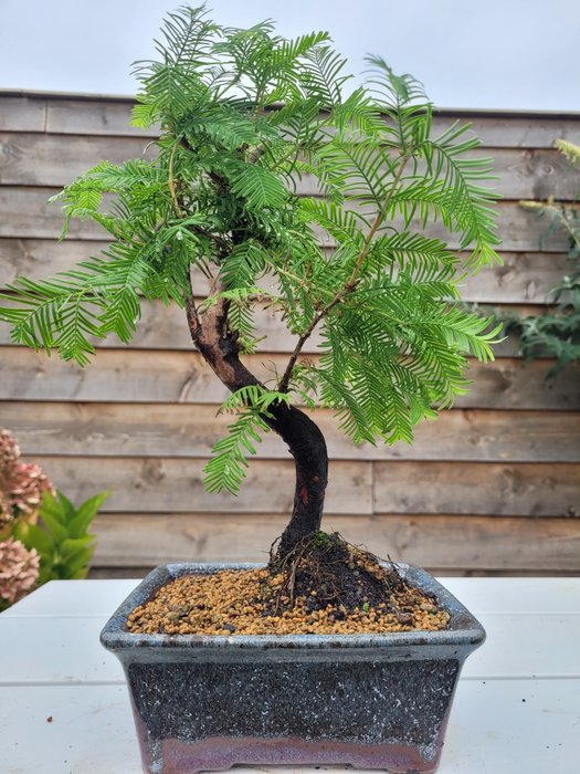 Kyst/Daggry rødtræs bonsai (Sequoia) - Højde (Træ): 32 cm - Dybde (Træ): 25 cm - Holland