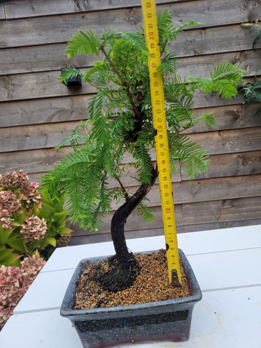 Kyst/Daggry rødtræs bonsai (Sequoia) - Højde (Træ): 32 cm - Dybde (Træ): 25 cm - Holland