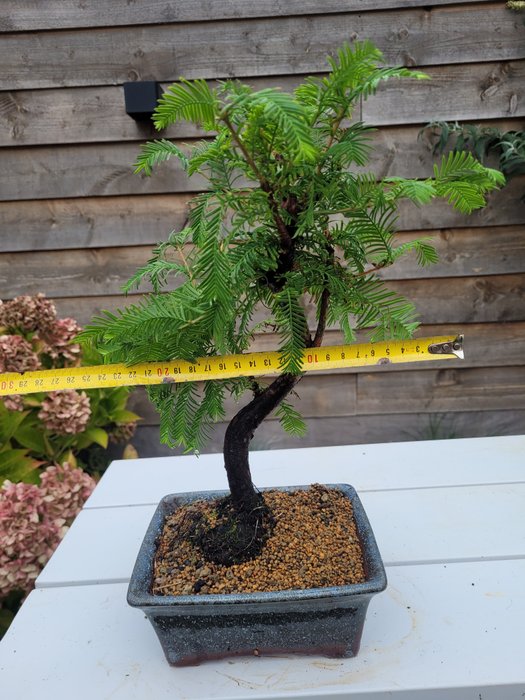 Kyst/Daggry rødtræs bonsai (Sequoia) - Højde (Træ): 32 cm - Dybde (Træ): 25 cm - Holland