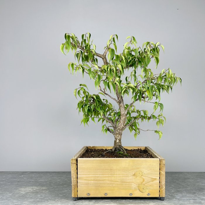 Japansk kirsebærtræ - Højde (Træ): 50 cm - Dybde (Træ): 45 cm - Japan - Prunus Mume