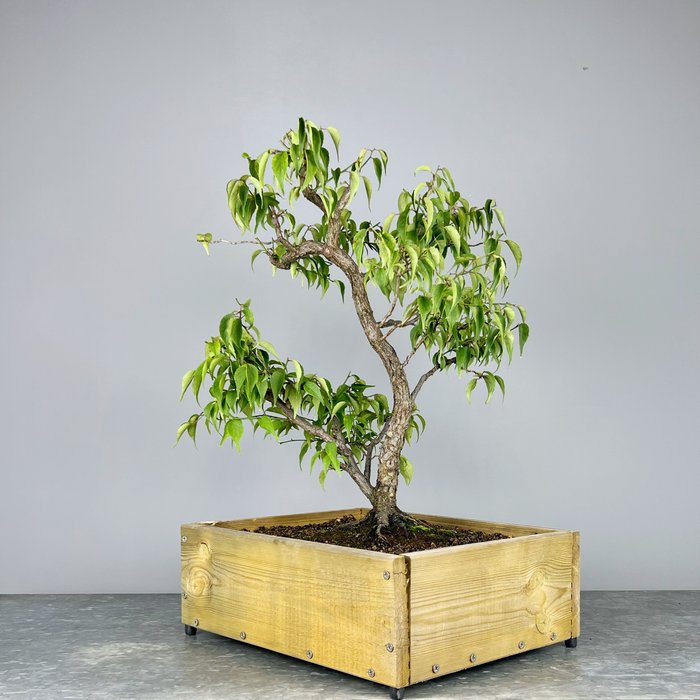 Japansk kirsebærtræ - Højde (Træ): 50 cm - Dybde (Træ): 45 cm - Japan - Prunus Mume