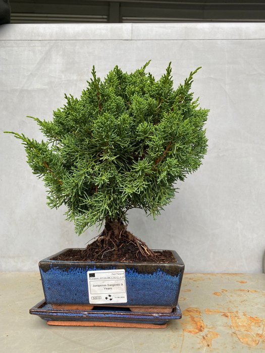 Enebærtræs bonsai (Juniperus) - Højde (Træ): 29 cm - Dybde (Træ): 25 cm - Portugal