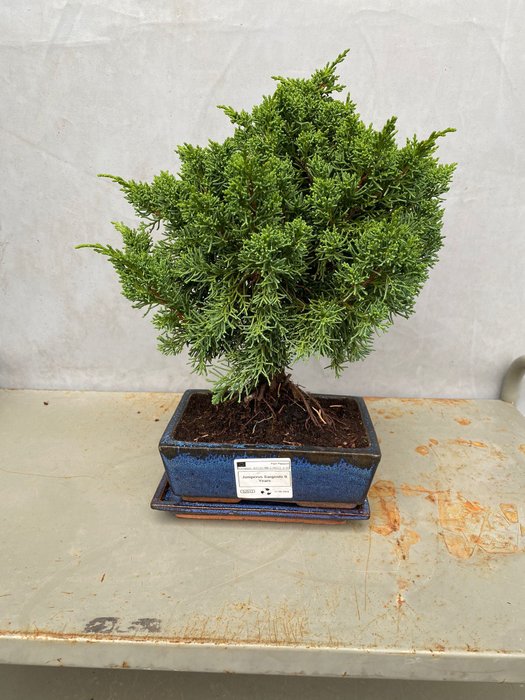 Enebærtræs bonsai (Juniperus) - Højde (Træ): 29 cm - Dybde (Træ): 25 cm - Portugal