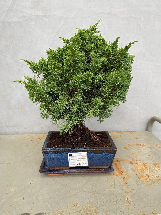 Enebærtræs bonsai (Juniperus) - Højde (Træ): 29 cm - Dybde (Træ): 25 cm - Portugal