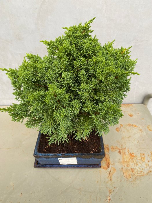 Enebærtræs bonsai (Juniperus) - Højde (Træ): 29 cm - Dybde (Træ): 25 cm - Portugal