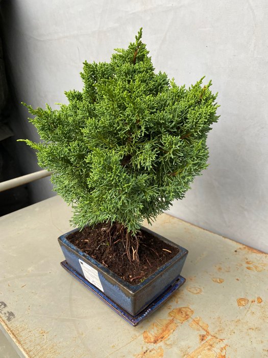 Enebærtræs bonsai (Juniperus) - Højde (Træ): 29 cm - Dybde (Træ): 25 cm - Portugal