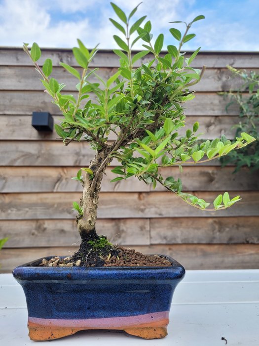 lonicera bonsai i bonsai skål - Højde (Træ): 24 cm - Dybde (Træ): 20 cm - Japan