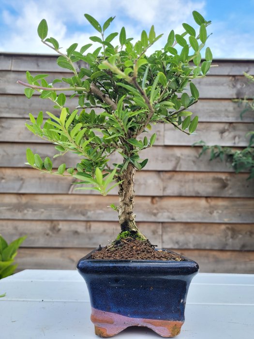 lonicera bonsai i bonsai skål - Højde (Træ): 24 cm - Dybde (Træ): 20 cm - Japan