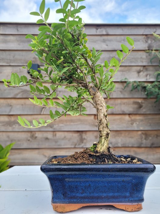 lonicera bonsai i bonsai skål - Højde (Træ): 24 cm - Dybde (Træ): 20 cm - Japan