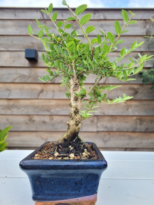 lonicera bonsai i bonsai skål - Højde (Træ): 24 cm - Dybde (Træ): 20 cm - Japan