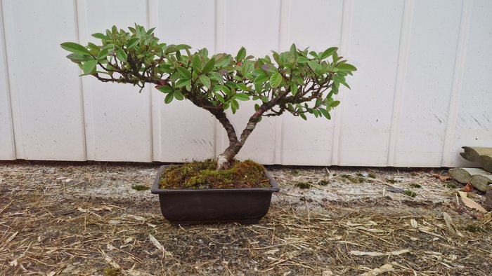 Cotoneaster bonsai - Højde (Træ): 25 cm - Dybde (Træ): 45 cm - Frankrig - Cotoneaster