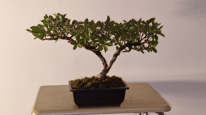 Cotoneaster bonsai - Højde (Træ): 25 cm - Dybde (Træ): 45 cm - Frankrig - Cotoneaster