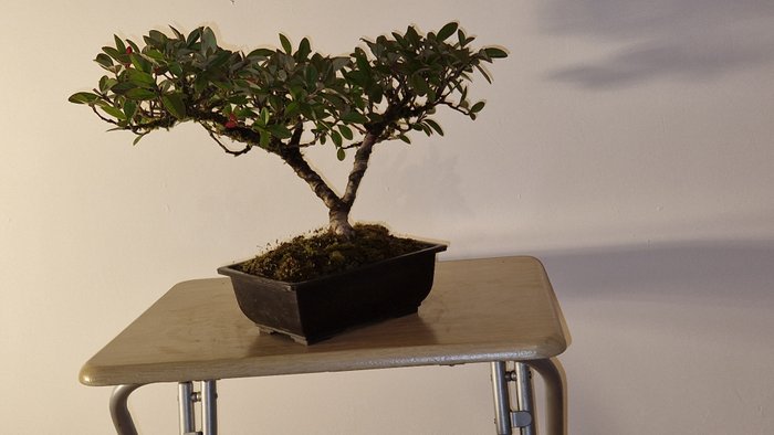 Cotoneaster bonsai - Højde (Træ): 25 cm - Dybde (Træ): 45 cm - Frankrig - Cotoneaster