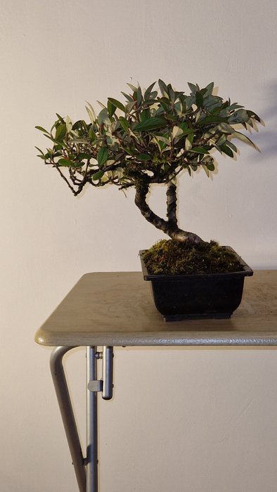 Cotoneaster bonsai - Højde (Træ): 25 cm - Dybde (Træ): 45 cm - Frankrig - Cotoneaster