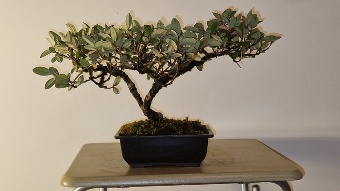 Cotoneaster bonsai - Højde (Træ): 25 cm - Dybde (Træ): 45 cm - Frankrig - Cotoneaster