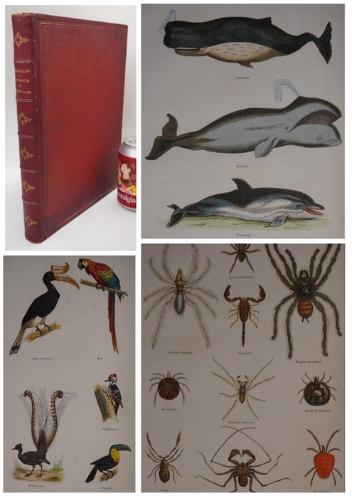 M Lereboullet - Zoologie du jeune age ou Histoire naturelle des animaux - 1860