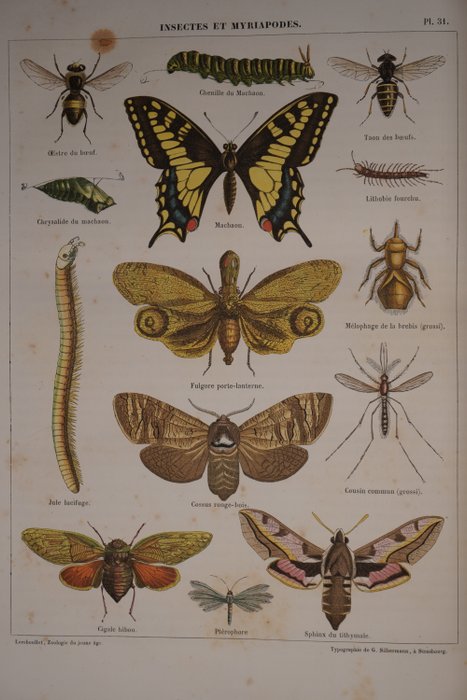 M Lereboullet - Zoologie du jeune age ou Histoire naturelle des animaux - 1860