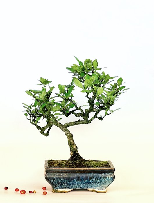 Ildtorn Bonsai (Pyracantha) - Højde (Træ): 22 cm - Dybde (Træ): 16 cm - Italien - Hvid blomst rød bær