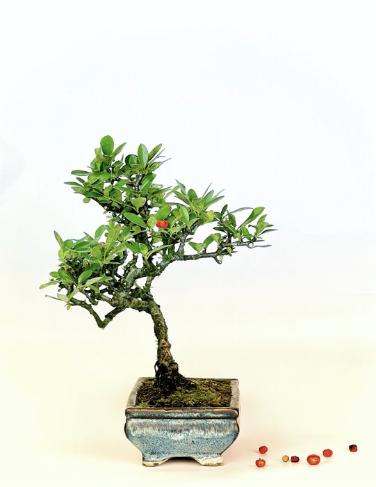 Ildtorn Bonsai (Pyracantha) - Højde (Træ): 22 cm - Dybde (Træ): 16 cm - Italien - Hvid blomst rød bær