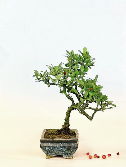 Ildtorn Bonsai (Pyracantha) - Højde (Træ): 22 cm - Dybde (Træ): 16 cm - Italien - Hvid blomst rød bær