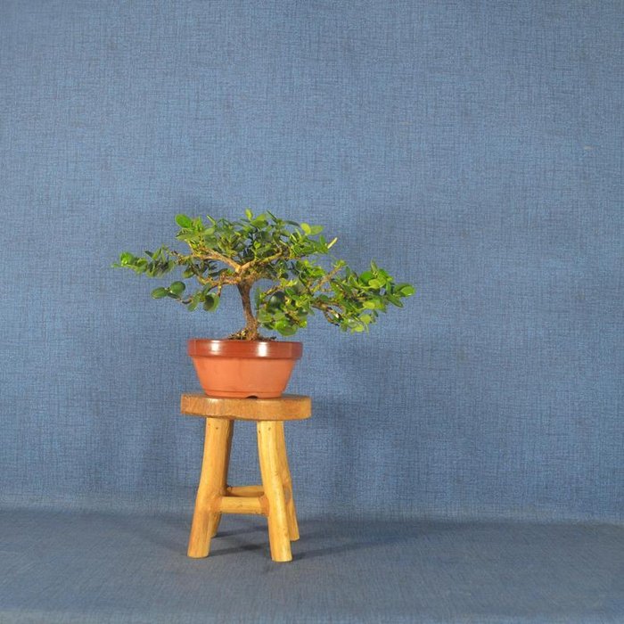 Natal blommebonsai (Carissa macrocarpa) - Højde (Træ): 13 cm - Dybde (Træ): 26 cm - Spanien