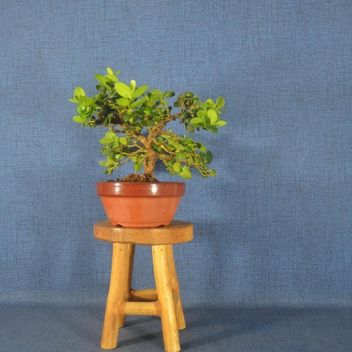 Natal blommebonsai (Carissa macrocarpa) - Højde (Træ): 13 cm - Dybde (Træ): 26 cm - Spanien