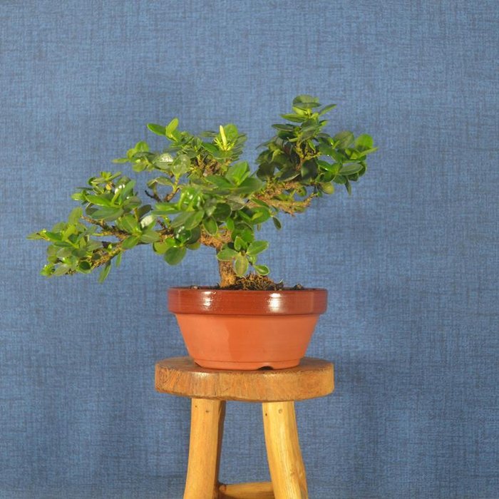 Natal blommebonsai (Carissa macrocarpa) - Højde (Træ): 13 cm - Dybde (Træ): 26 cm - Spanien