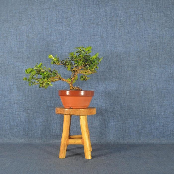 Natal blommebonsai (Carissa macrocarpa) - Højde (Træ): 13 cm - Dybde (Træ): 26 cm - Spanien