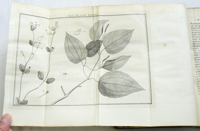 Martinus Houttuyn Carl von Linné - Natuurlyke historie of uitvoerige beschryving der dieren planten en mineraalen - 1777