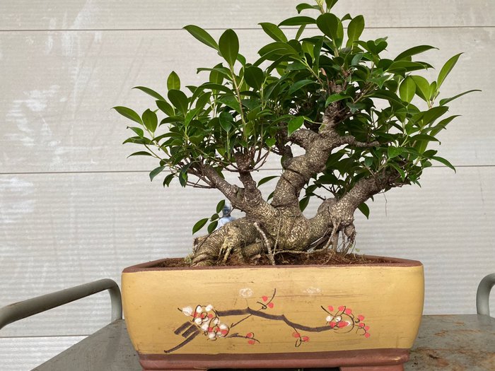 ficus ginseng - Højde (Træ): 39 cm - Dybde (Træ): 50 cm - Belgien