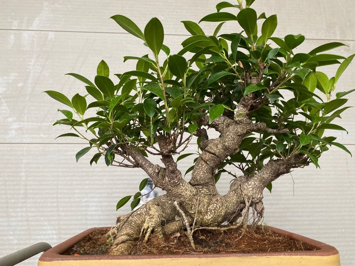 ficus ginseng - Højde (Træ): 39 cm - Dybde (Træ): 50 cm - Belgien