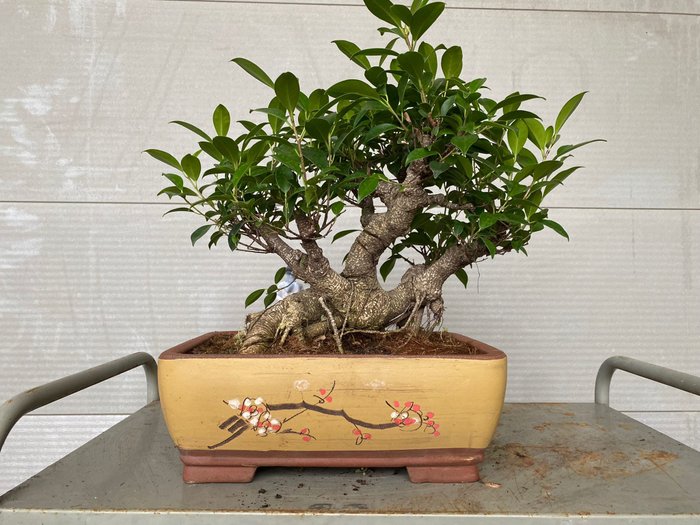 ficus ginseng - Højde (Træ): 39 cm - Dybde (Træ): 50 cm - Belgien