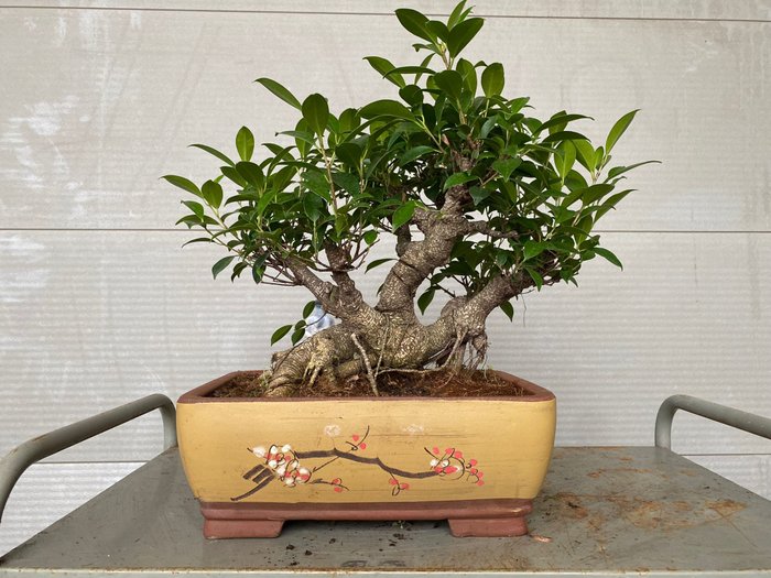 ficus ginseng - Højde (Træ): 39 cm - Dybde (Træ): 50 cm - Belgien