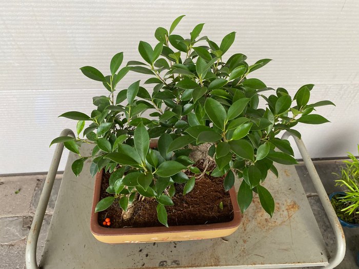 ficus ginseng - Højde (Træ): 39 cm - Dybde (Træ): 50 cm - Belgien