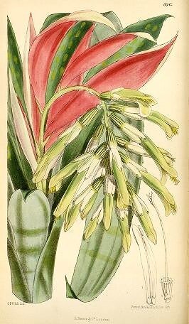 Joseph Dalton Hooker - Curtis's Botanical Magazine, comprising the plants of the Royal Gardens of Kew, vol. 104 - 1878