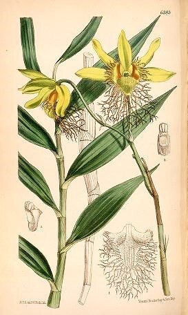 Joseph Dalton Hooker - Curtis's Botanical Magazine, comprising the plants of the Royal Gardens of Kew, vol. 104 - 1878